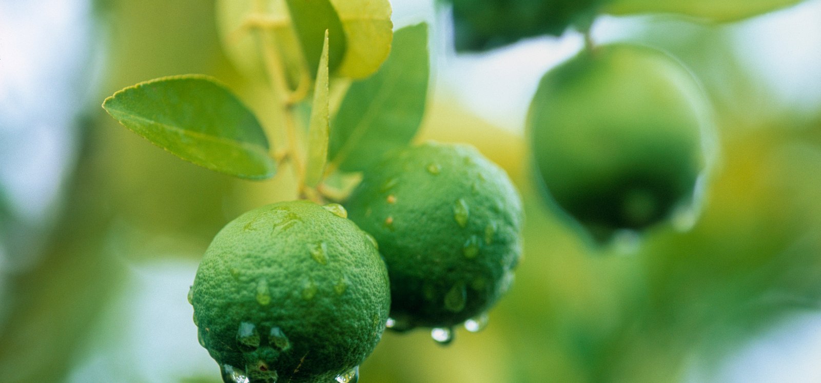 Fresh fruit